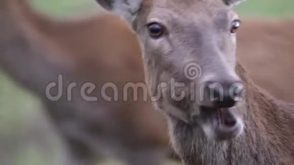 以甜菜为食的红鹿视频的预览图