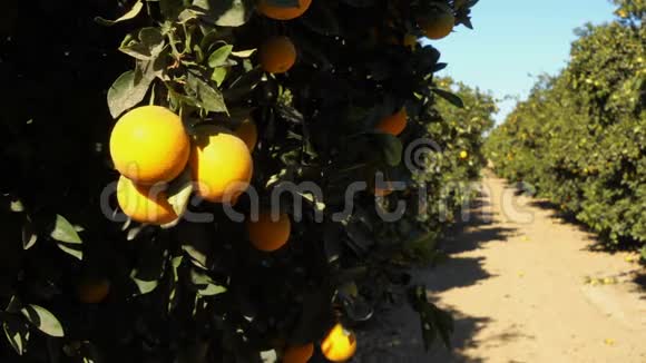 新鲜的果树枝条成熟的食物橙树林视频的预览图