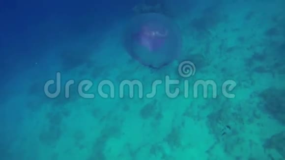 蓝色大海中的水母视频的预览图