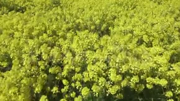 春天黄色的油菜花在蓝天上视频的预览图