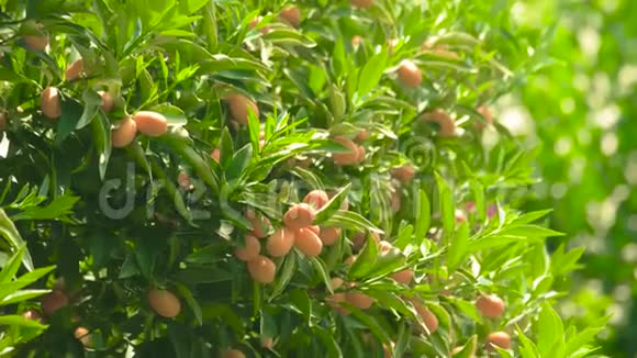 树枝上的熟橘子视频的预览图