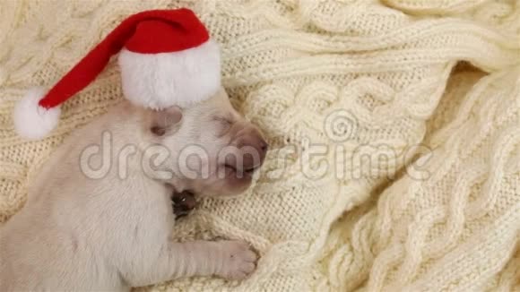 圣诞节时一只新出生的拉布拉多小狗和圣诞老人的帽子睡觉视频的预览图