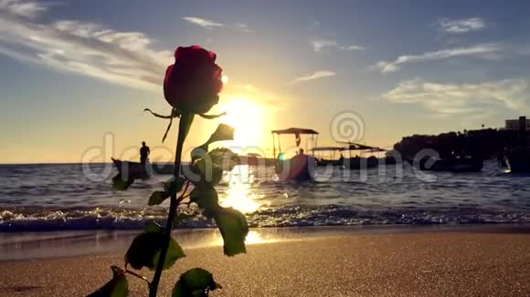 玫瑰提供伊曼贾节萨尔瓦多巴西视频的预览图
