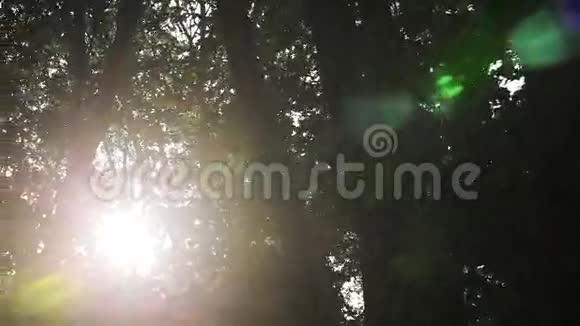 太阳耀斑在森林里视频的预览图