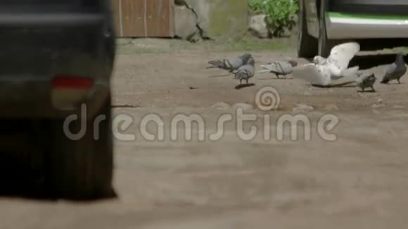 鸽子在地上打架视频的预览图
