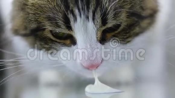 猫特写吃喝舌白酸奶和牛奶视频的预览图