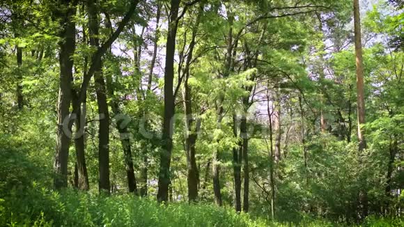 夏季混交林中生机勃勃的绿色草甸视频的预览图