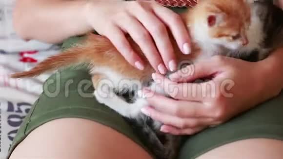小猫躺在女人圈里可爱的小猫颜色是灰红色和白色视频的预览图