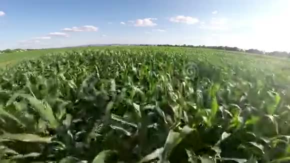 在玉米场上空飞行视频的预览图