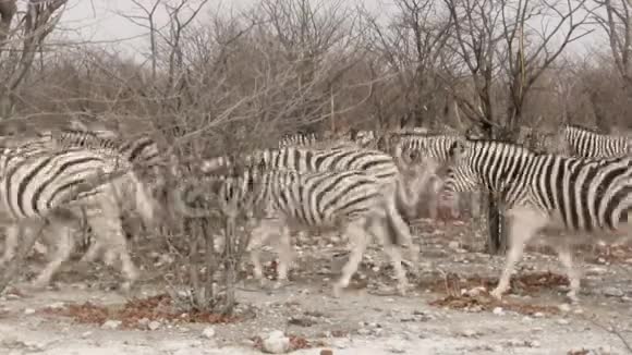 斑马在干燥的非洲大草原上行走视频的预览图