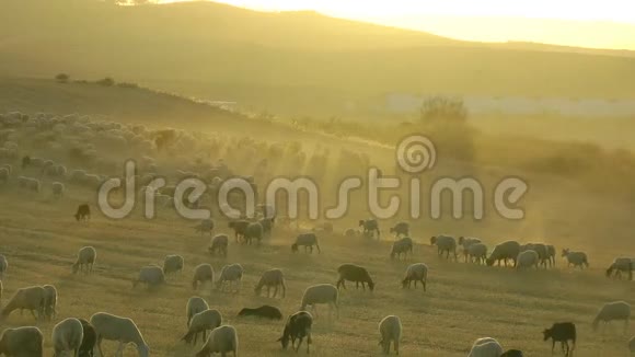 绵羊在尘土飞扬的干旱景观视频的预览图