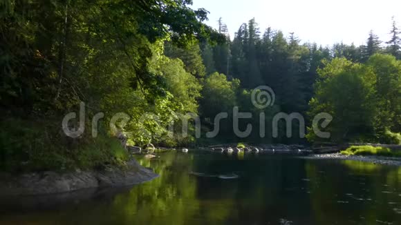 在晴朗的阴天快速的河流穿过针叶林视频的预览图