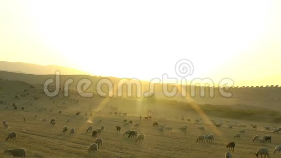 绵羊在尘土飞扬的干旱景观视频的预览图