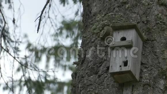 森林树干上的鸟盒视频的预览图