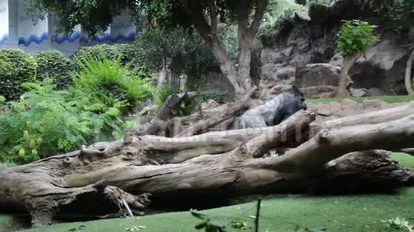 孤立的大猩猩视频的预览图
