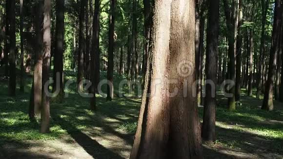 阳光明媚的夏日水杉林中的树木随风摇曳视频的预览图