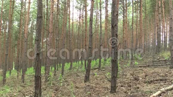 国家级自然保护区Vatepisky松樟子松林单作膨胀性和局部性视频的预览图
