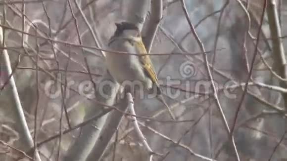 麻雀坐在树枝上视频的预览图