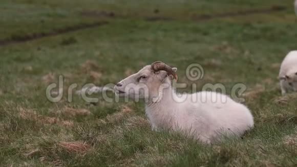 白羊躺在绿野上农场动物在草地上放牧在草地上休息视频的预览图