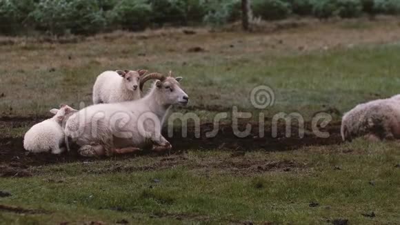 绵羊躺在泥土里两只白色的羔羊站在母亲身边在草地上放牧的动物视频的预览图