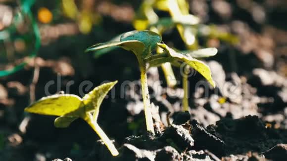 刚刚发芽的幼芽黄瓜在近景的土壤中发芽视频的预览图