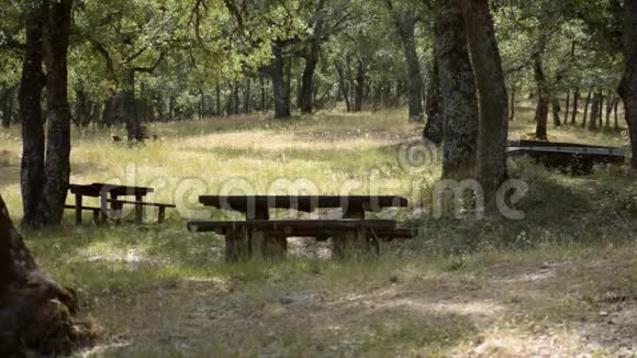 空林中的野餐桌视频的预览图