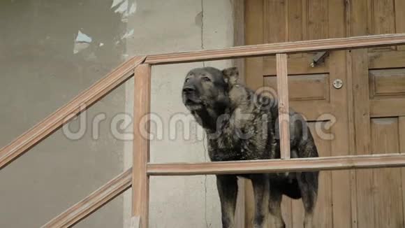 愤怒的狗守卫着台阶上的房子乔治亚州梅斯蒂亚视频的预览图