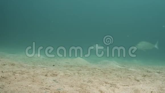 绿松石海和大鱼视频的预览图