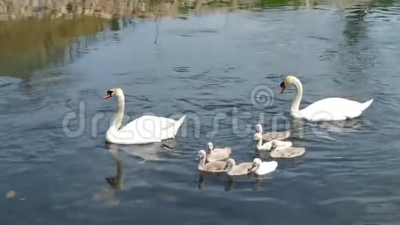 天鹅和她的孩子丑小鸭视频的预览图
