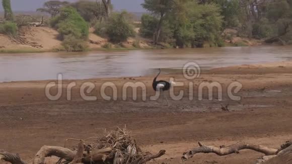 鸵鸟漫步在非洲草原保护区的河岸边视频的预览图