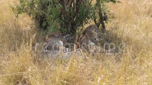 一群猎豹躺在树荫下放松视频的预览图