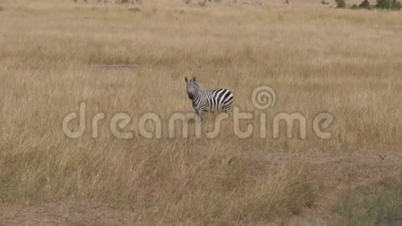 孤独的斑马点点头站在非洲大草原上又高又干的草地上视频的预览图
