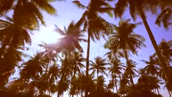 热带岛屿种植时移椰子棕榈树对抗明亮的日落泰国普吉岛4K视频的预览图