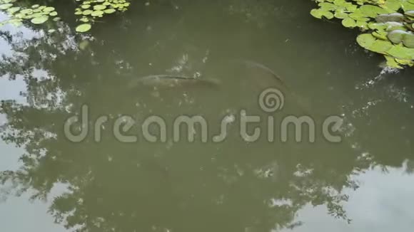 三条鲤鱼在水下等着他们扔食物视频的预览图