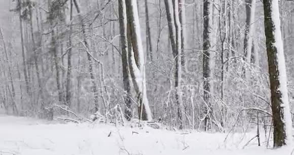 雪日美丽的冬季雪落林视频的预览图