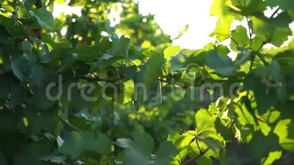 葡萄在阳光下在真正的酿酒厂留下特写视频的预览图