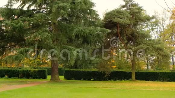 秋天的花园大树随风移动树枝视频的预览图