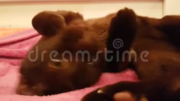 猫棕色躺在沙发上舒适的房子慢镜头缅甸式放松视频的预览图