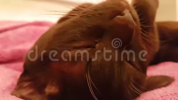 猫棕色躺在沙发上慢镜头缅甸视频的预览图