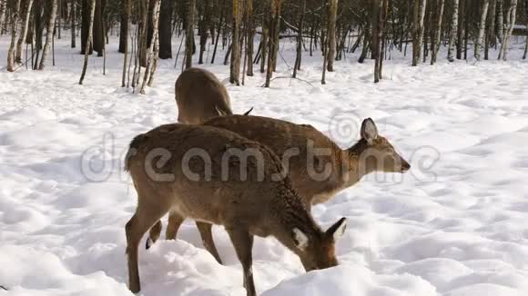 冬林中的梅花鹿群视频的预览图