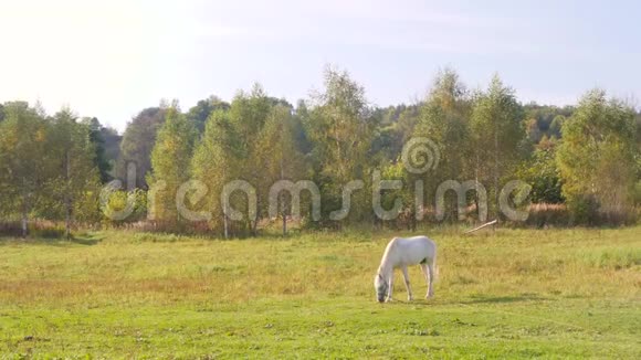 孤独的白野马在草地上吃青草4k俄罗斯视频的预览图