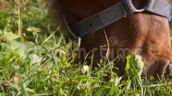 一匹棕色的小马在田野上吃草特写农场动物吃青草4k视频的预览图