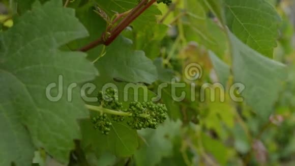 未成熟的绿色葡萄视频的预览图