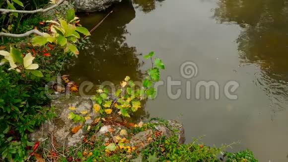 秋天的景观池塘水与一个湖的科普空间湖面上还是一片风景自然科学季视频的预览图