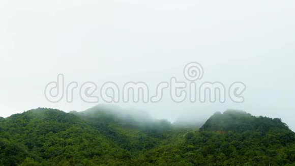 热带雨林中的薄雾和雾视频的预览图