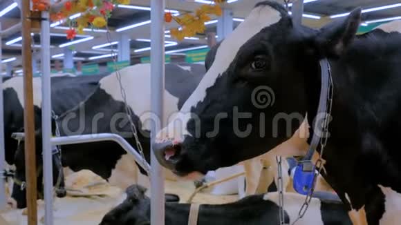 奶牛场悲伤奶牛的画像视频的预览图