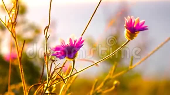 两朵紫色小花的宏观形象视频的预览图