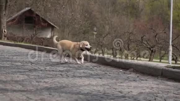 拉布拉多猎犬沿着乡间小路奔跑春天玩宠物视频的预览图