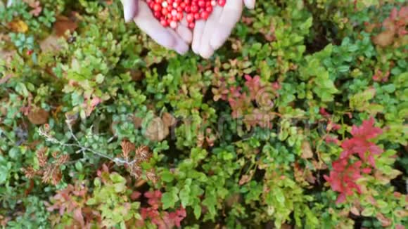 在斯堪的纳维亚森林的绿色苔藓的背景下用一手成熟的蔓越莓特写女性手4K视频的预览图