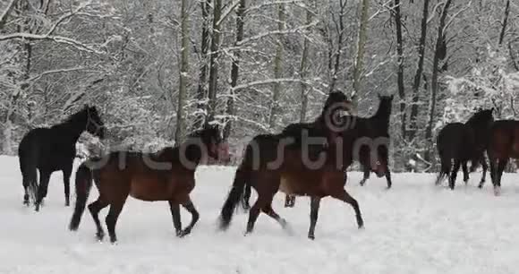 马儿在雪地上奔跑视频的预览图